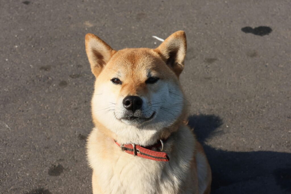 Shiba Inu Scores Another Major Listing That Could Send Price Flying