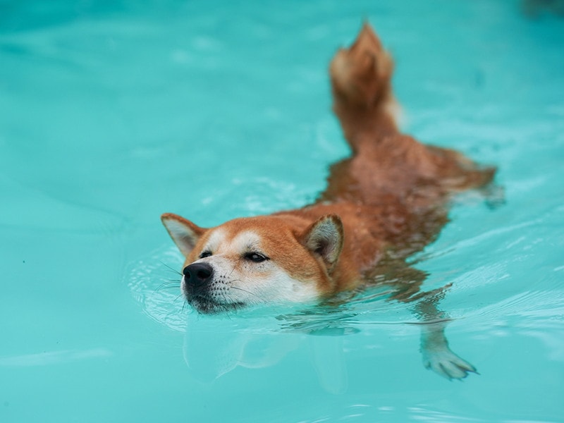 Shiba Inu Whales On The Move Again As Bitcoin, Crypto Market Recover
